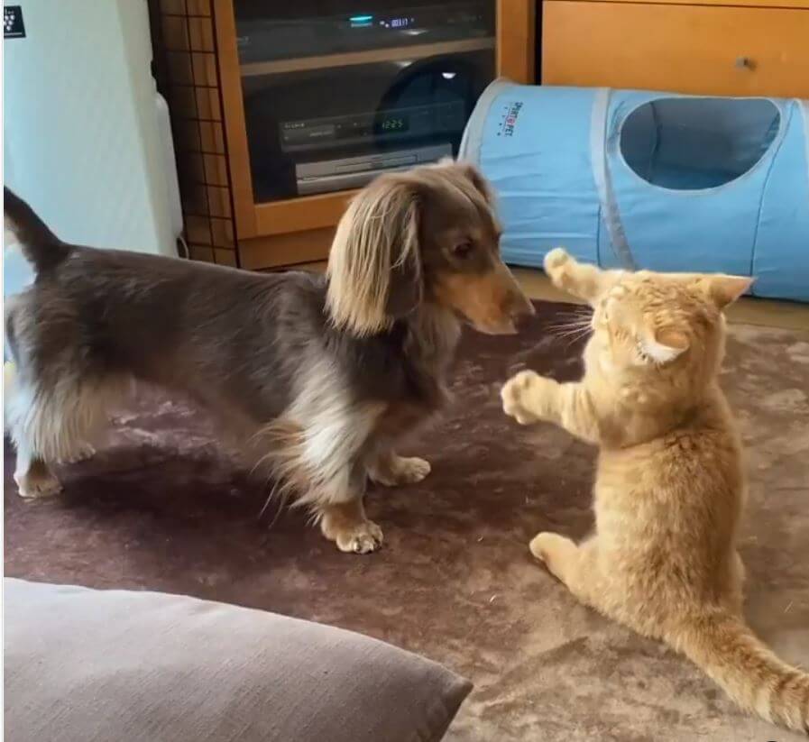 ダックスフンド,動画