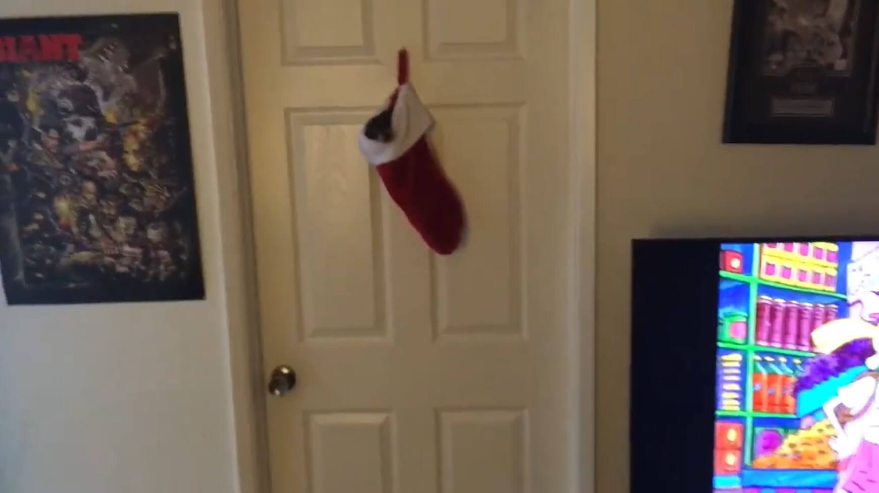 ダックスフンド,動画