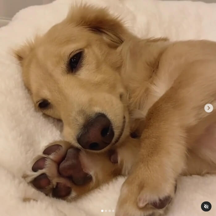 ダックスフンド,動画