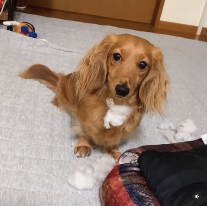 ダックスフンド,動画