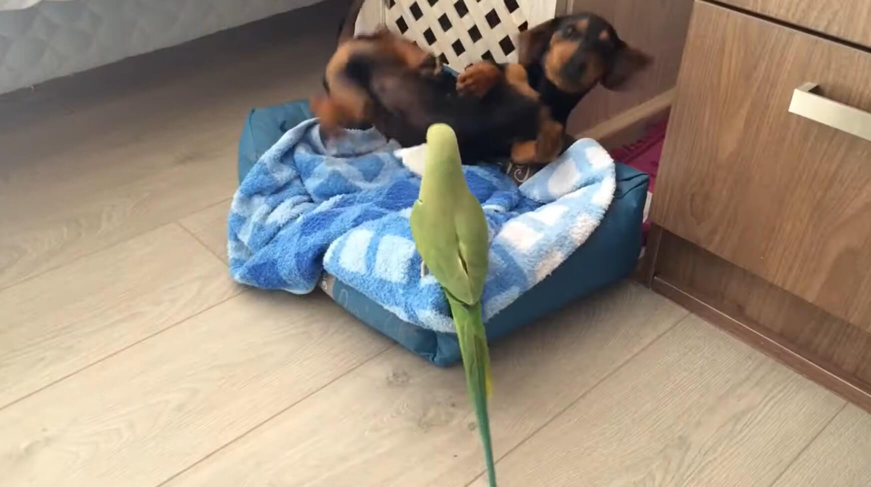 ダックスフンド,動画