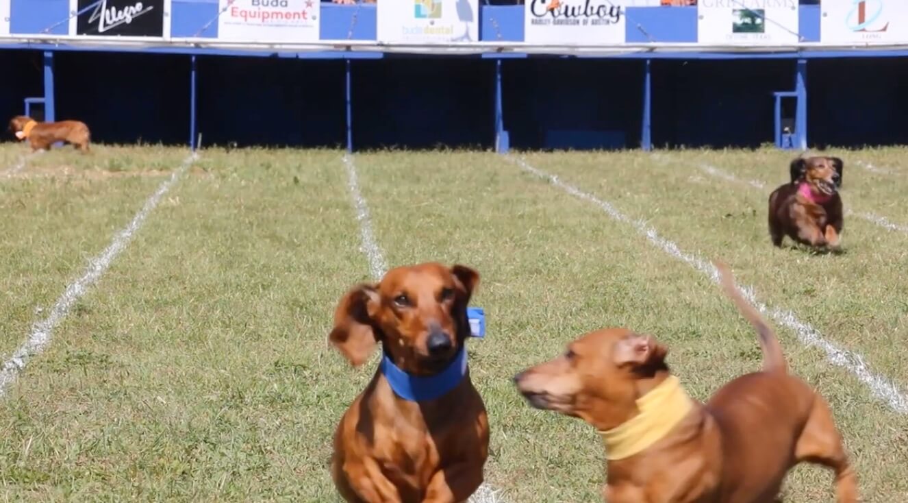 ダックスフンド,動画