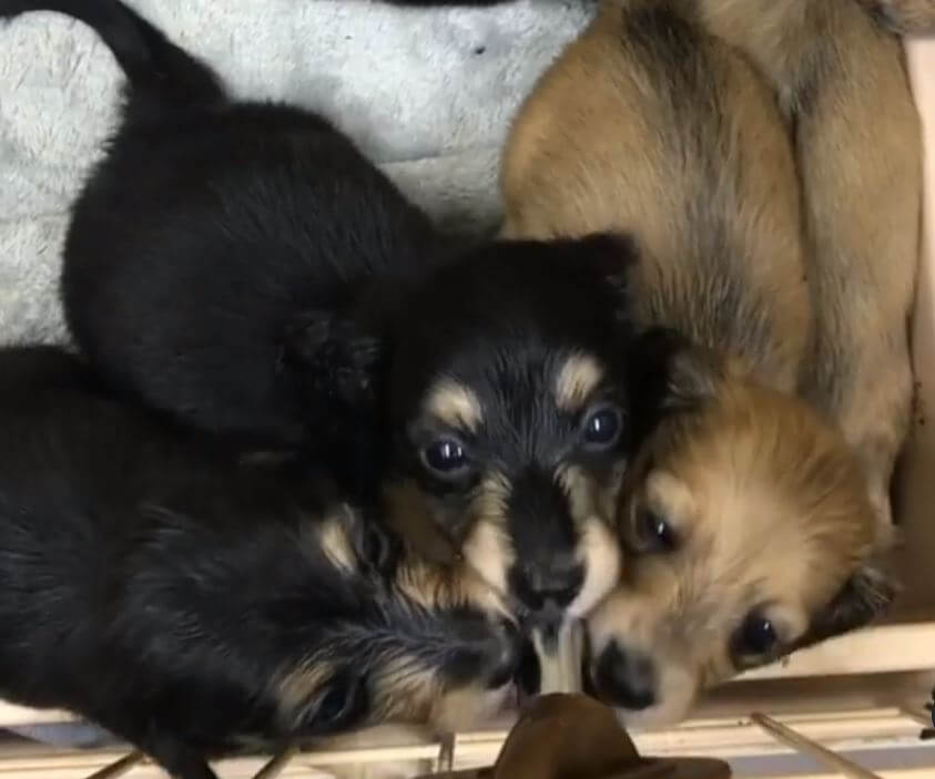 ダックスフンド,動画