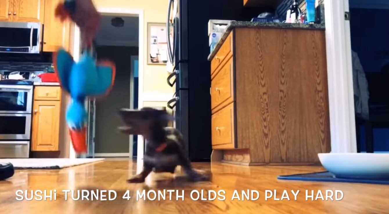 ダックスフンド,動画