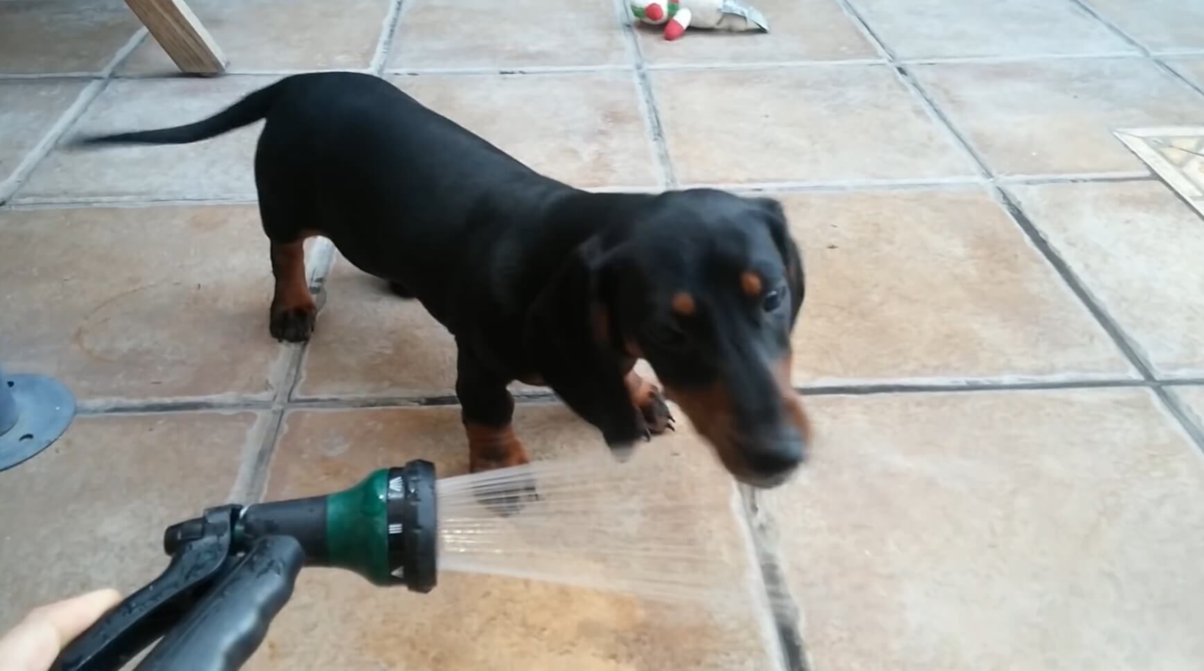 ダックスフンド,動画