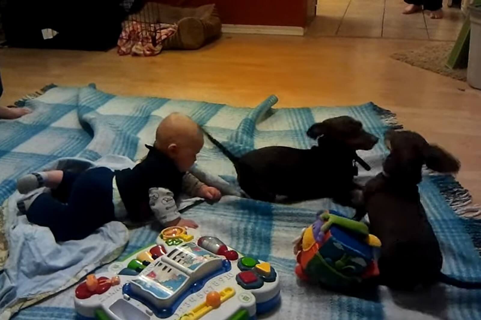 ダックスフンド,動画