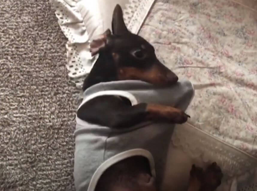 ダックスフンド,動画