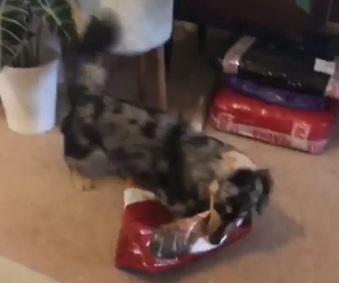 ダックスフンド,動画