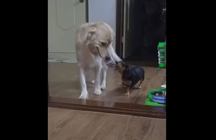 ダックスフンド,動画