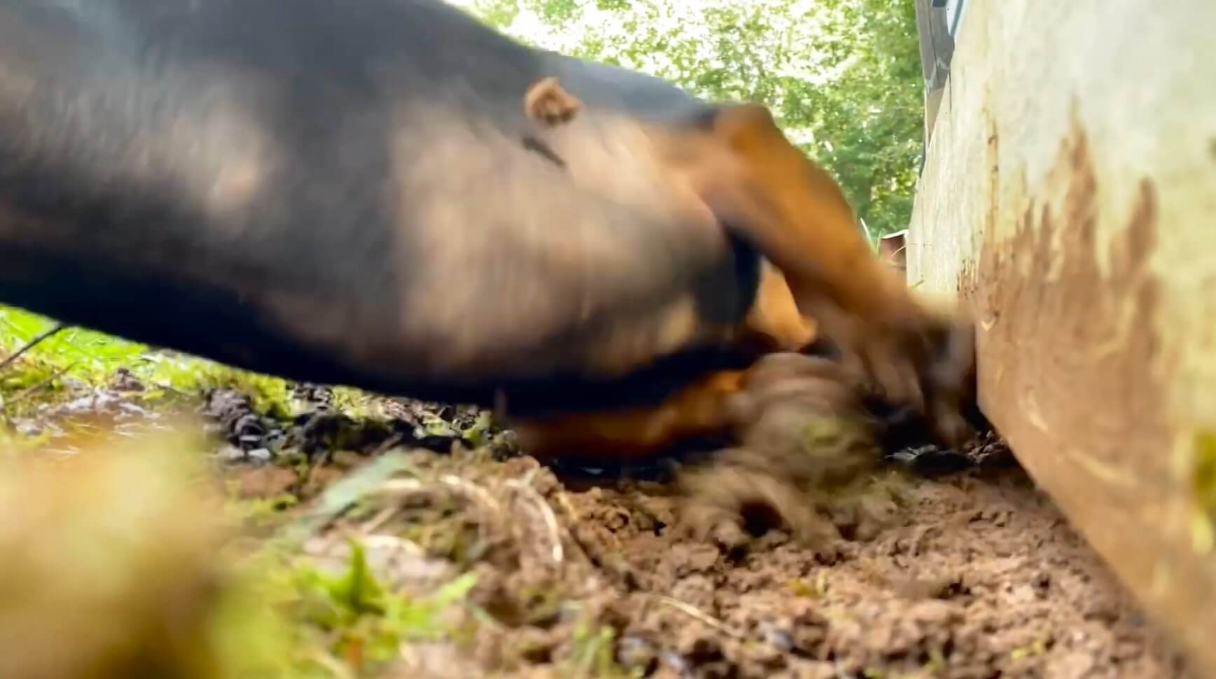 ダックスフンド,動画