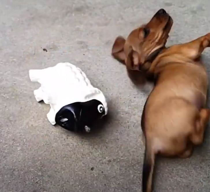 ダックスフンド,動画