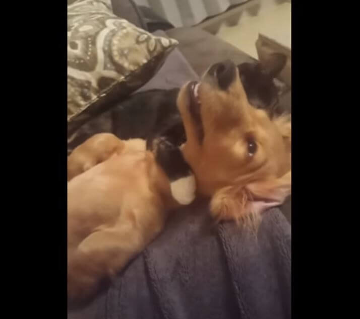 ダックスフンド,動画