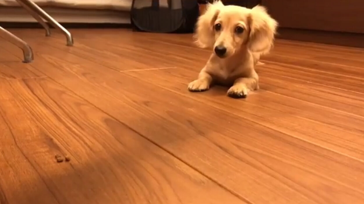 ダックスフンド,動画