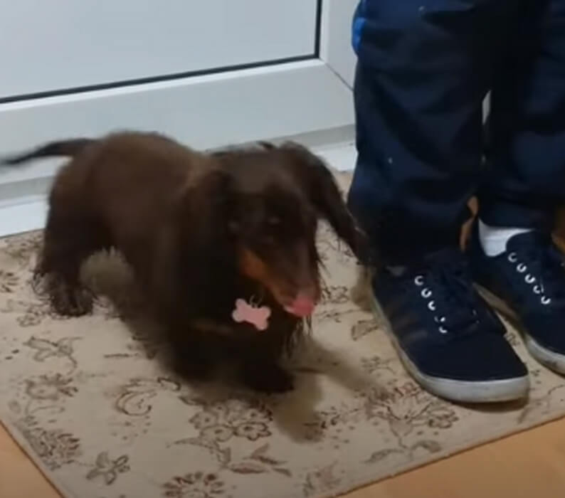 ダックスフンド,動画