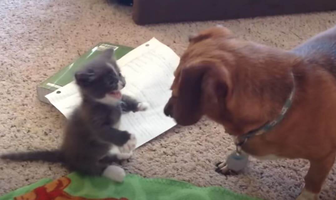 ダックスフンド,動画