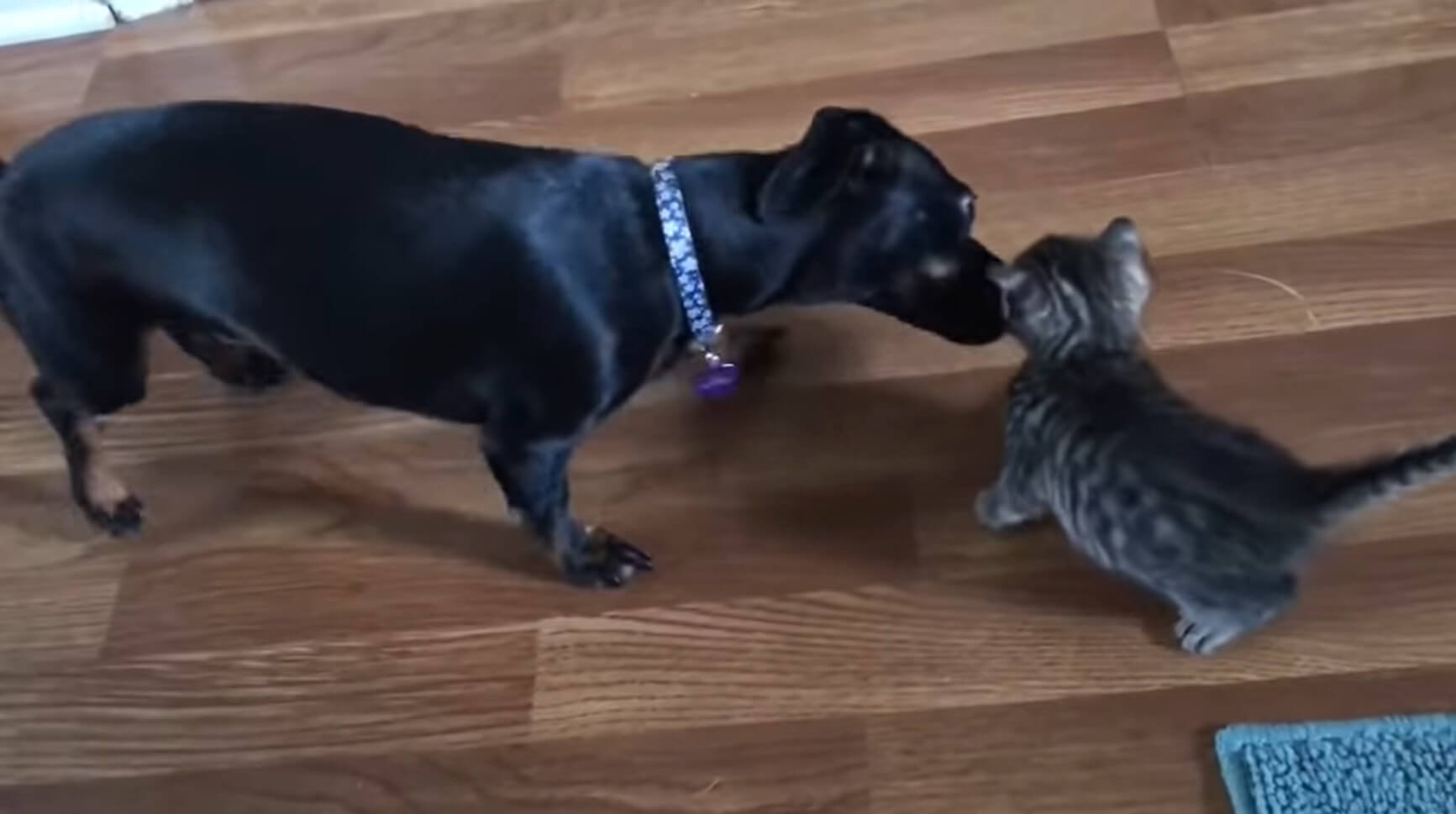 ダックスフンド,動画