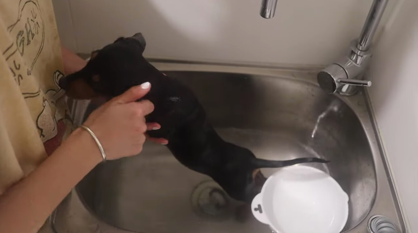 ダックスフンド,動画