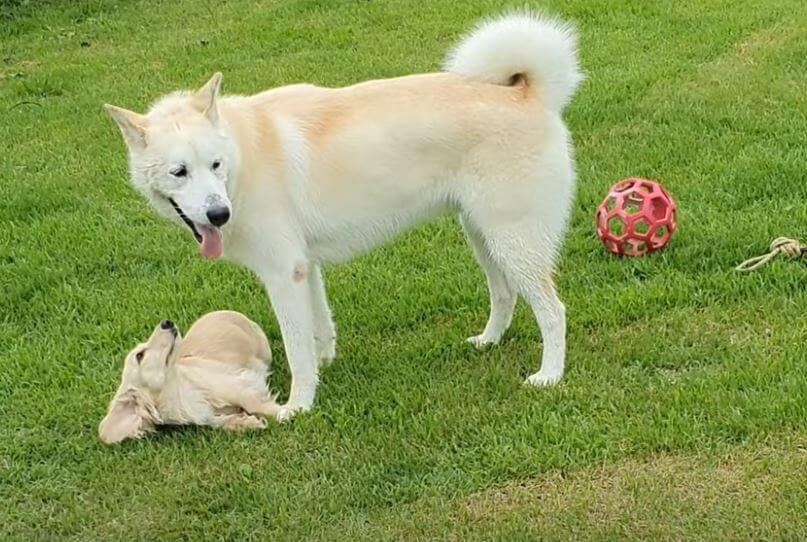 ダックスフンド,動画