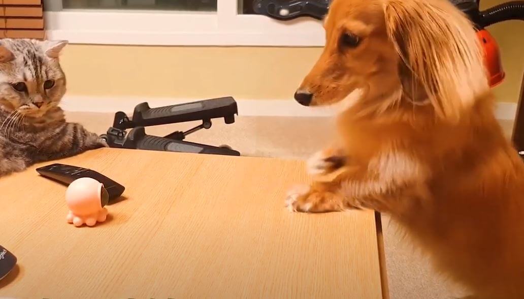 ダックスフンド,動画