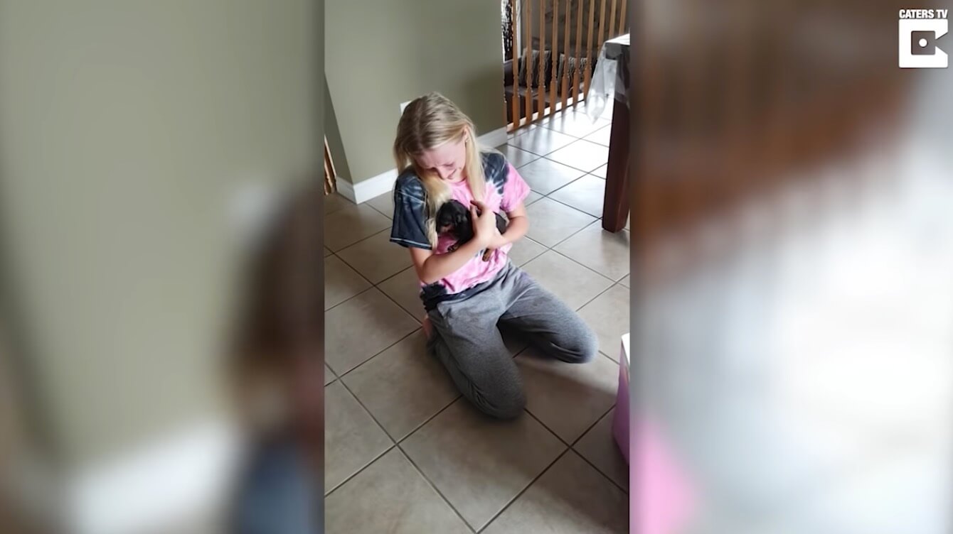 ダックスフンド,動画