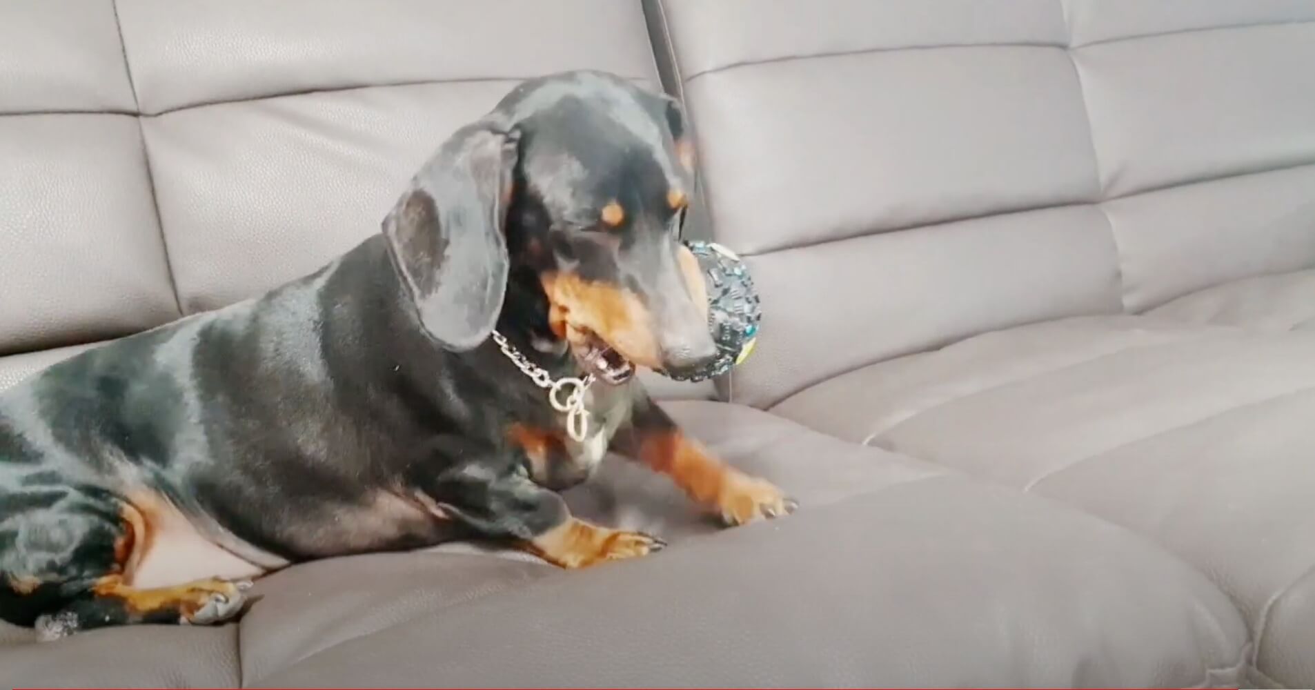 ダックスフンド,動画