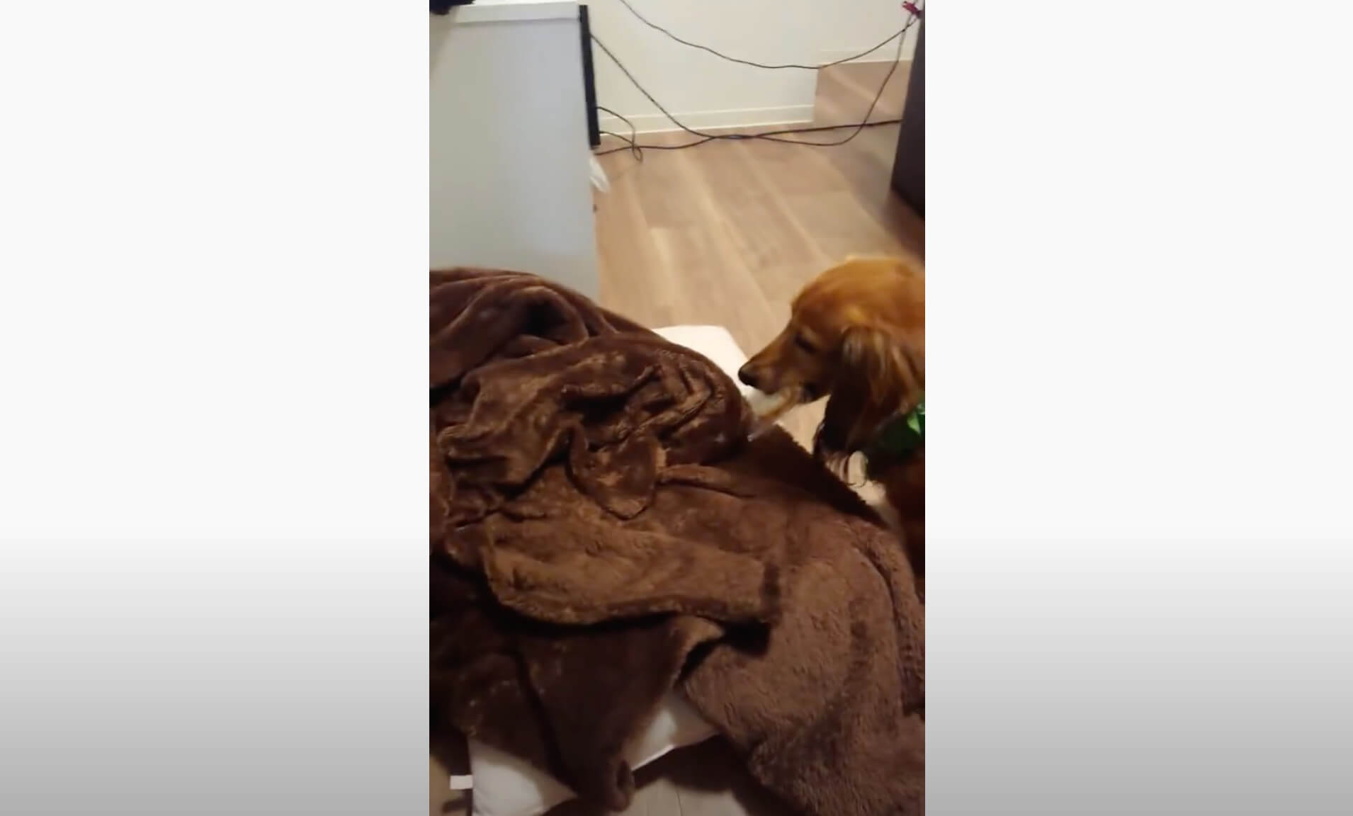 ダックスフンド,動画