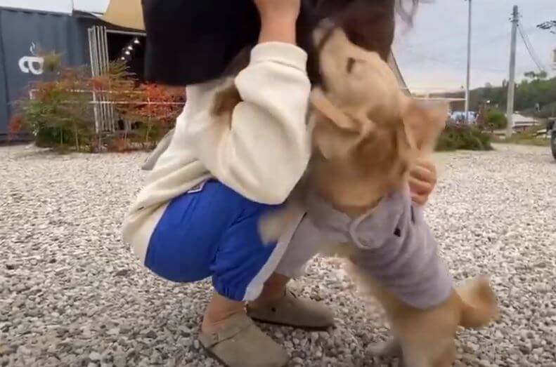 ダックスフンド,動画