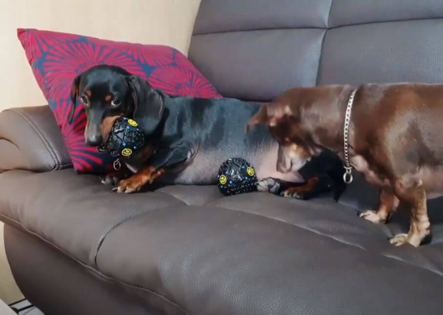 ダックスフンド,動画