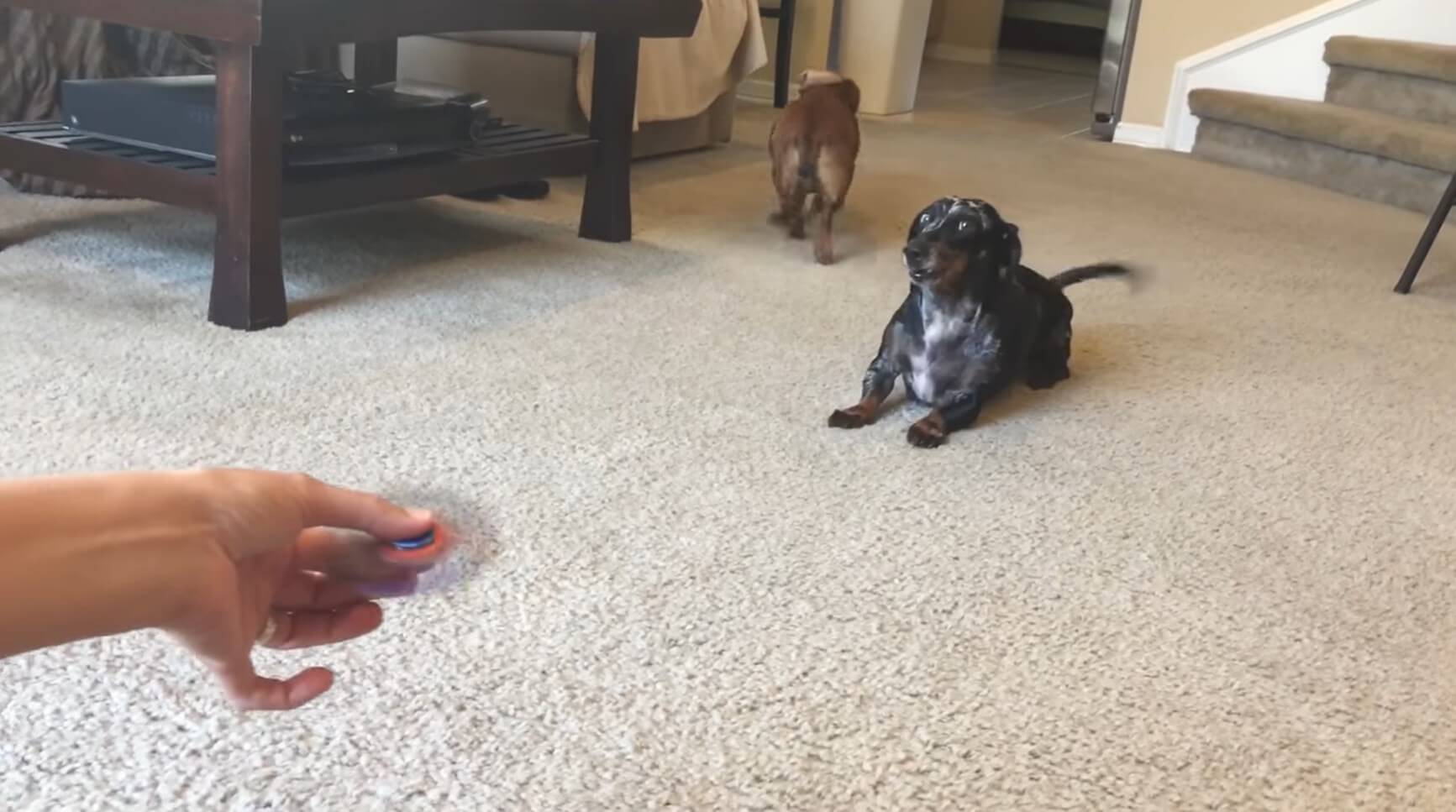 ダックスフンド,動画