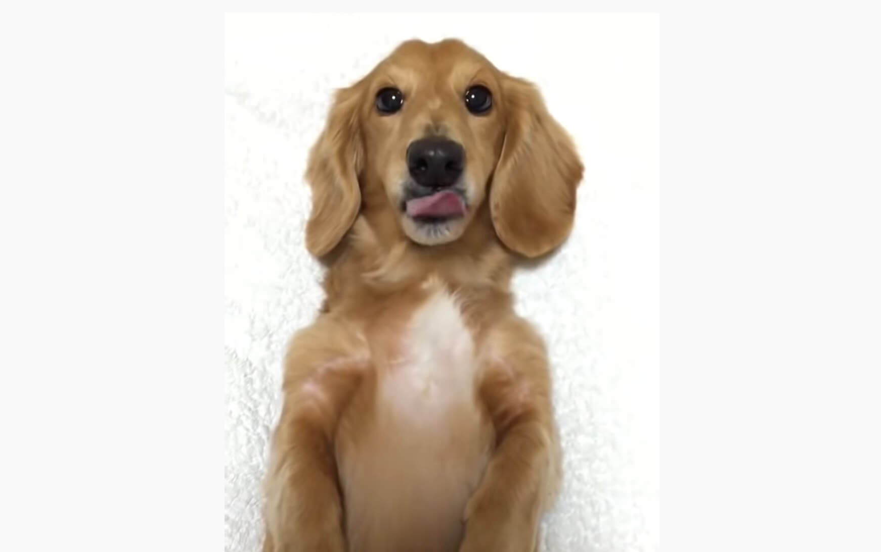 ダックスフンド,動画