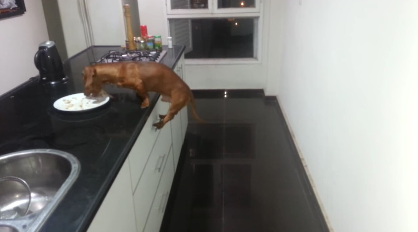 ダックスフンド,動画