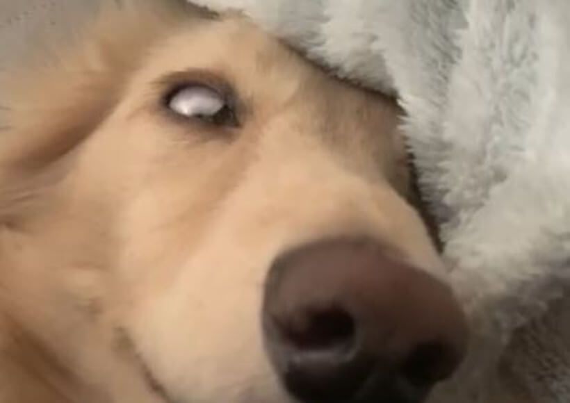 ダックスフンド,動画