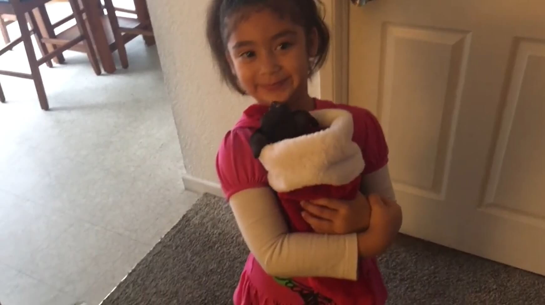 ダックスフンド,動画