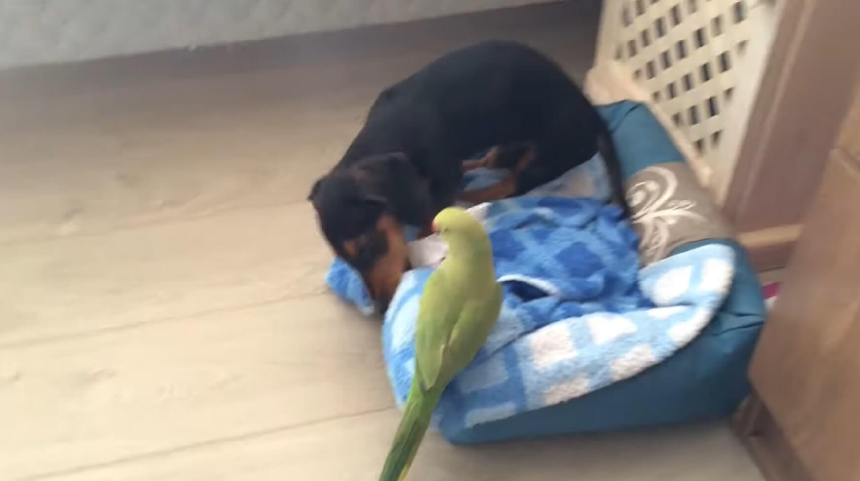 ダックスフンド,動画