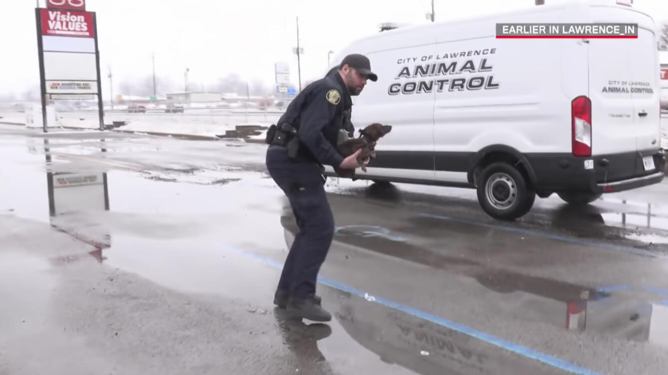 ダックスフンド,動画