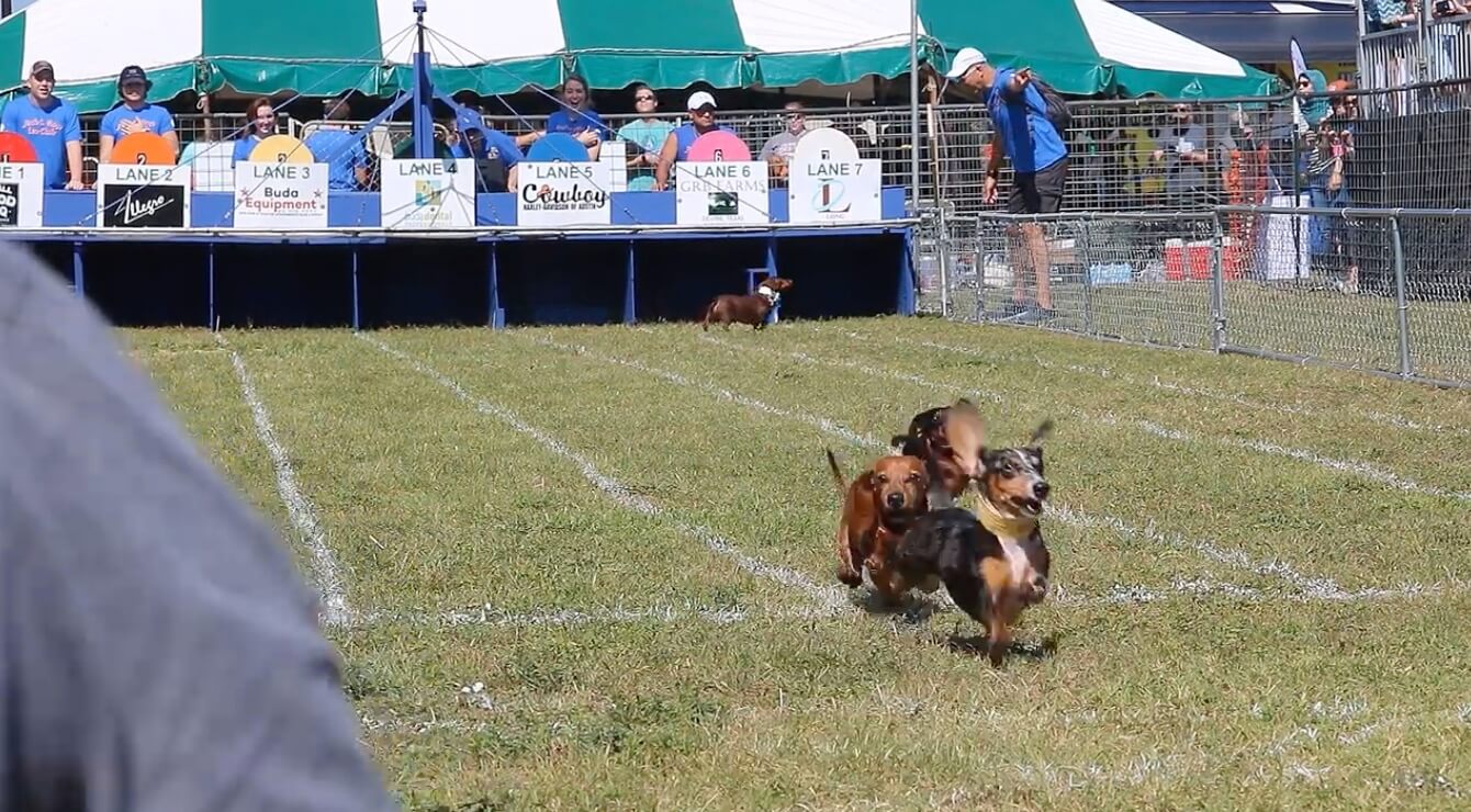 ダックスフンド,動画