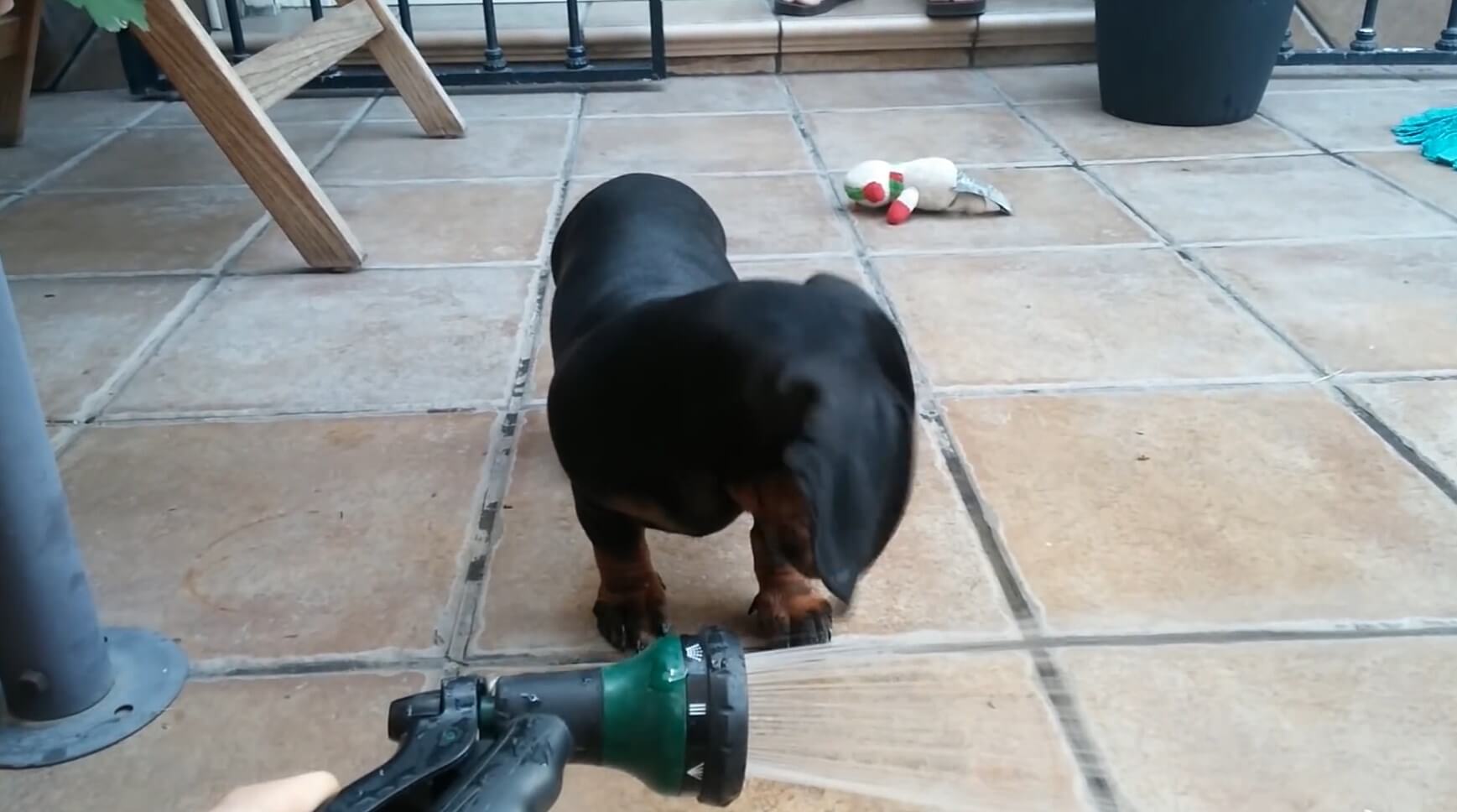 ダックスフンド,動画