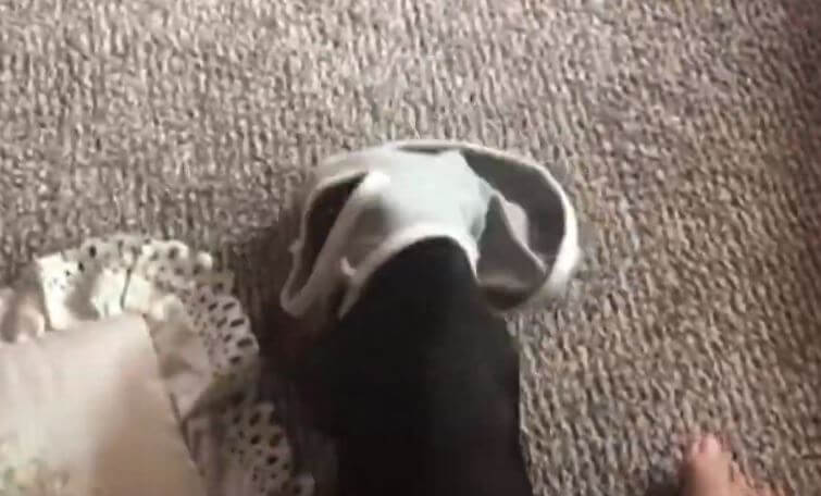 ダックスフンド,動画