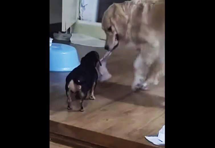 ダックスフンド,動画