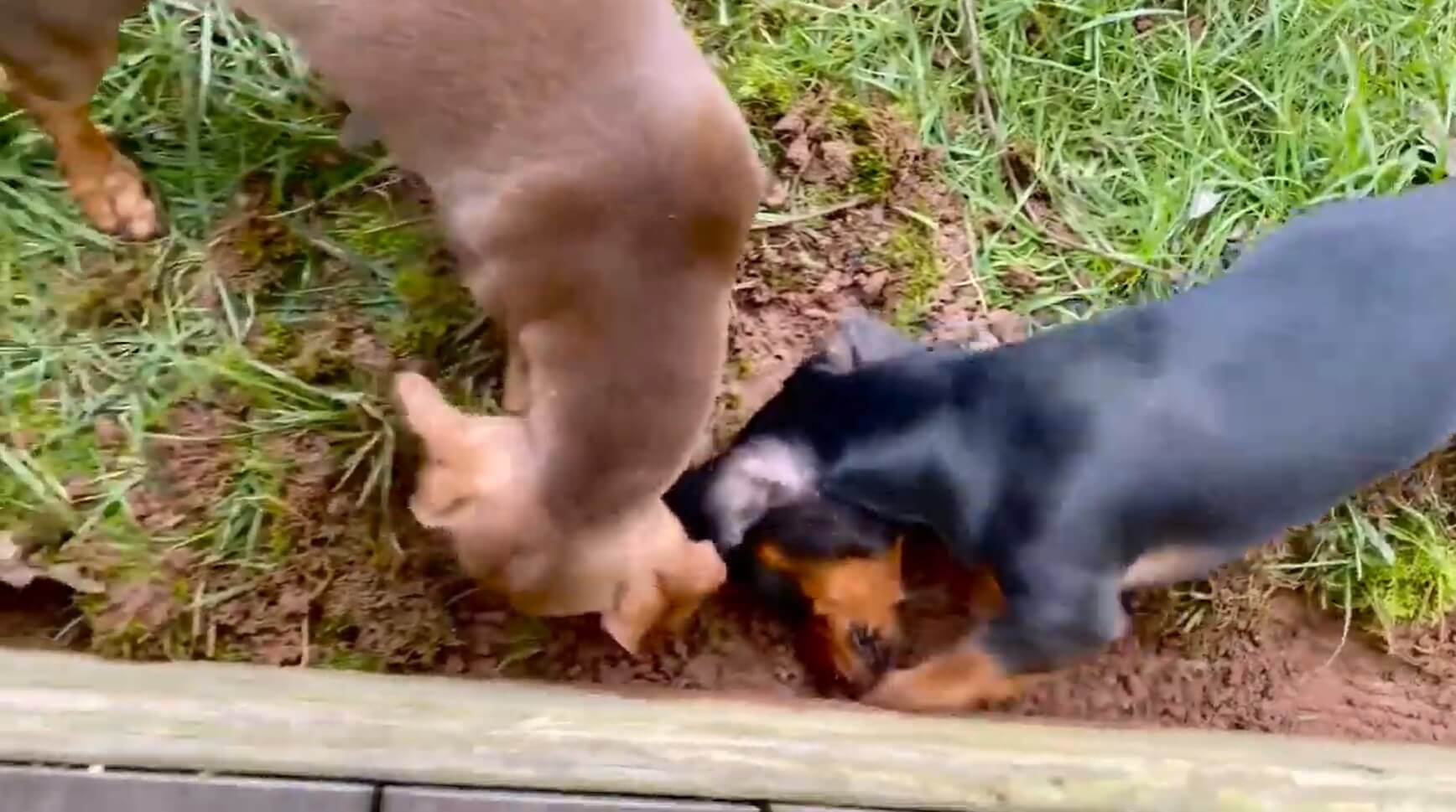 ダックスフンド,動画