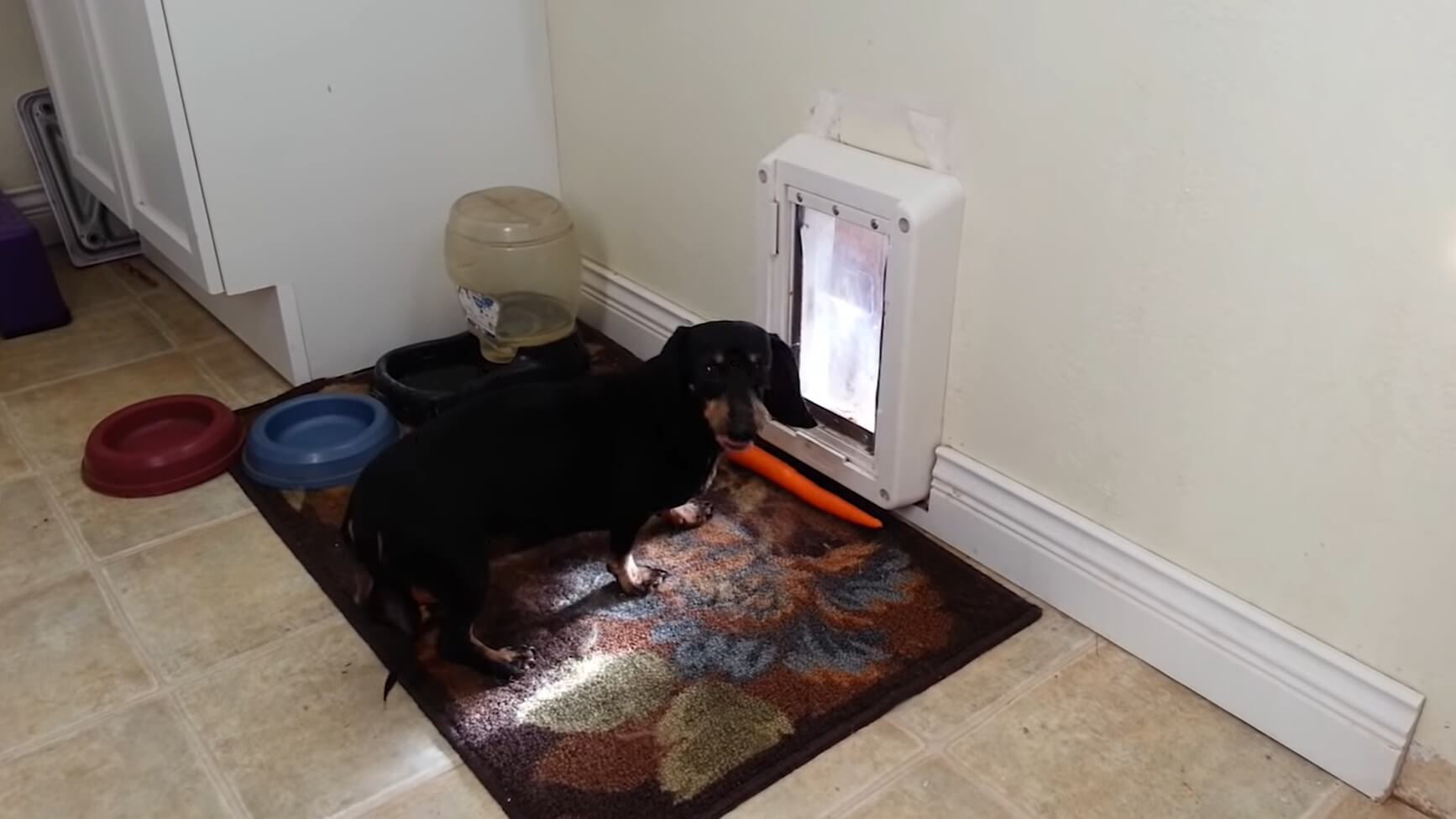 ダックスフンド,動画