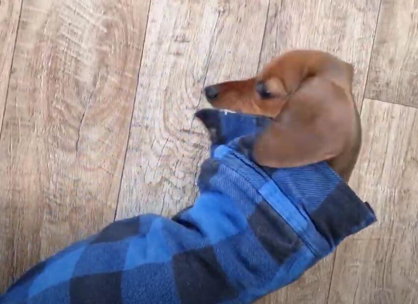 ダックスフンド,動画