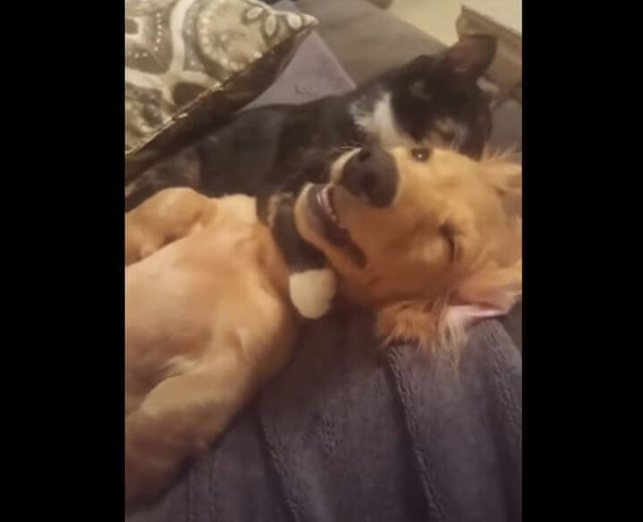 ダックスフンド,動画