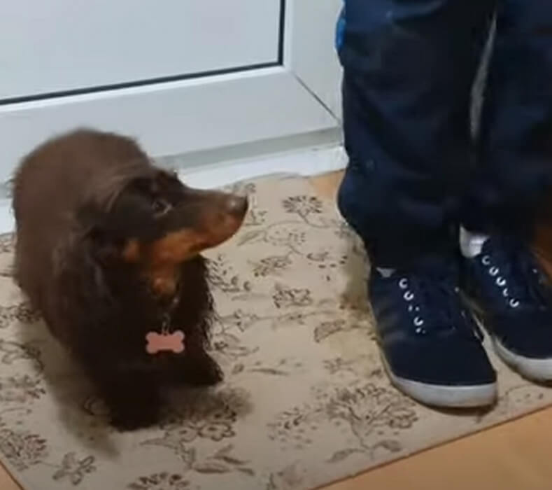 ダックスフンド,動画