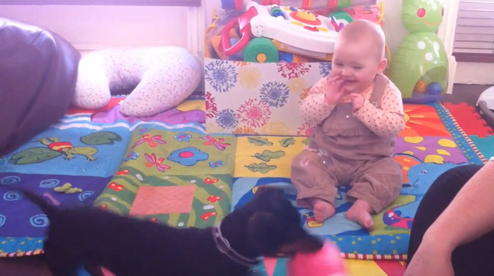 ダックスフンド,動画