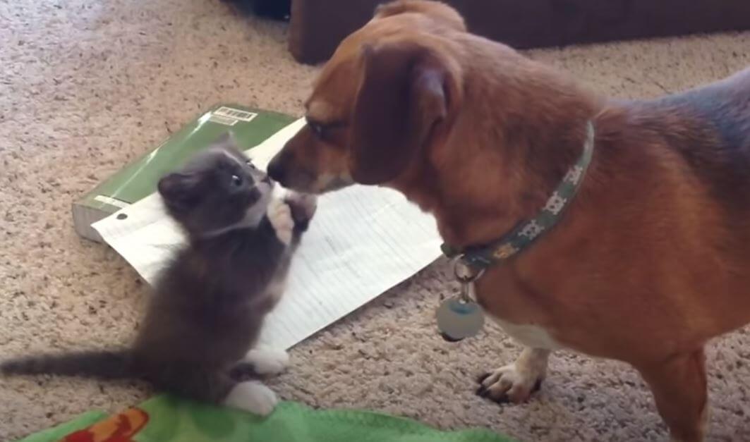 ダックスフンド,動画