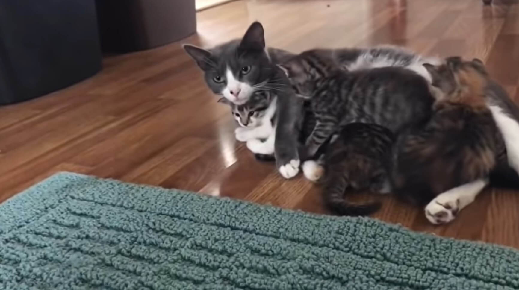 ダックスフンド,動画