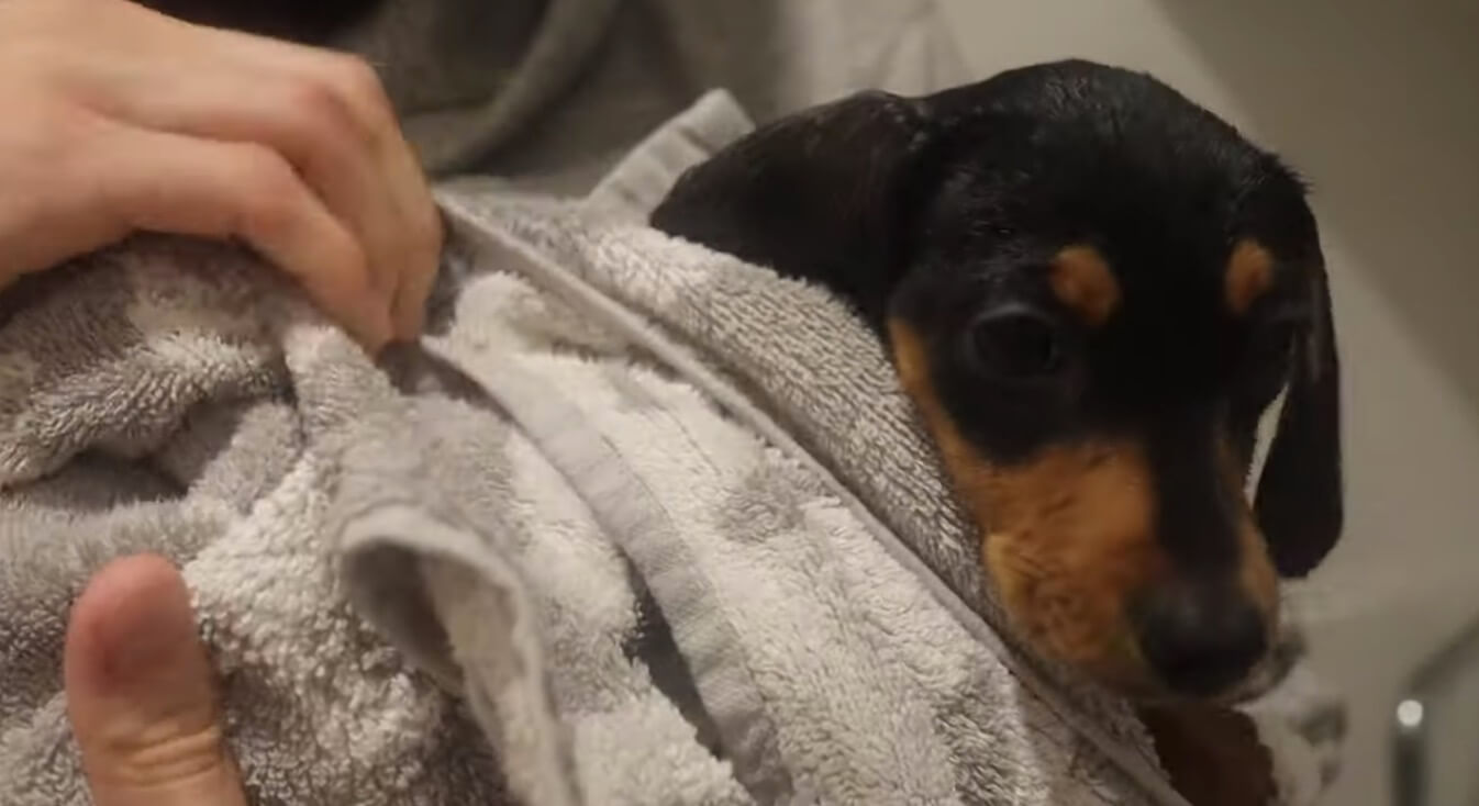 ダックスフンド,動画