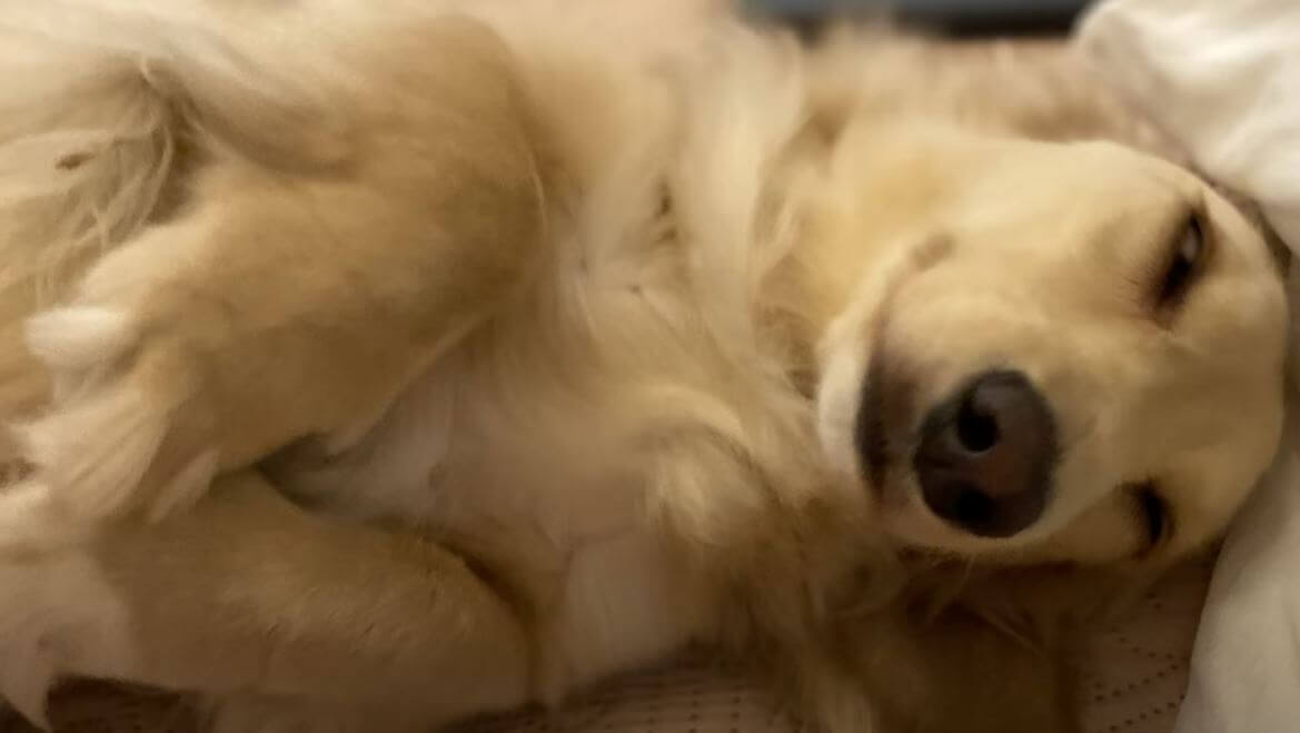 ダックスフンド,動画