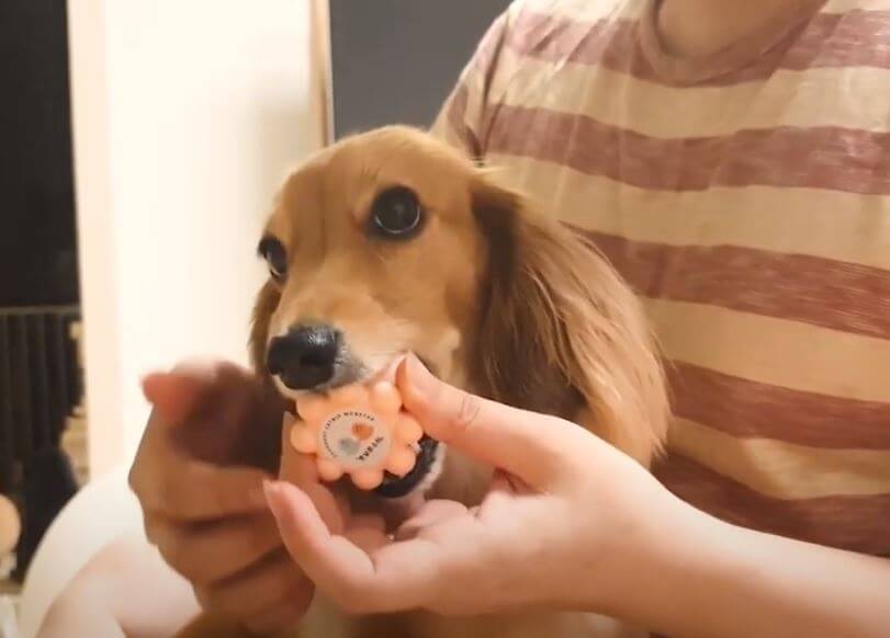 ダックスフンド,動画